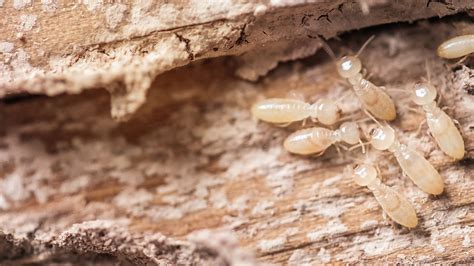 termite treatment services cost